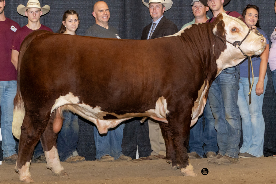 a red and white bull